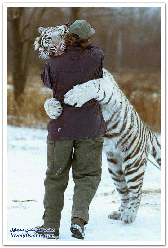 " " Big-Cats-25.jpg