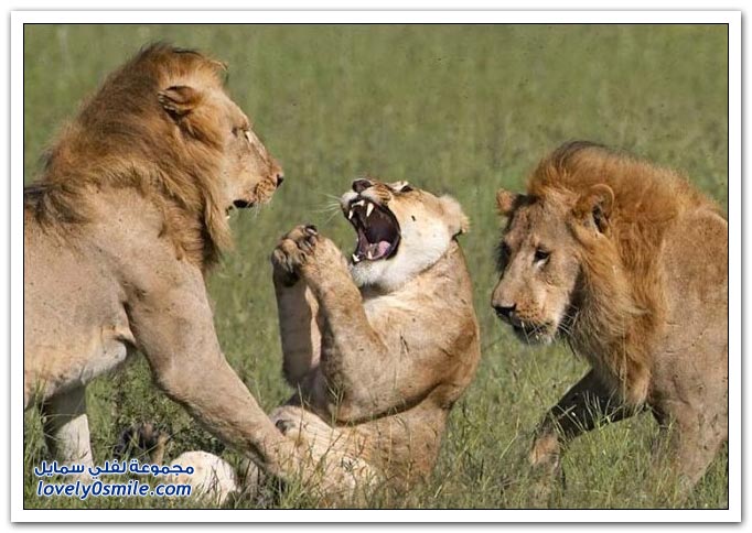 " " Big-Cats-27.jpg