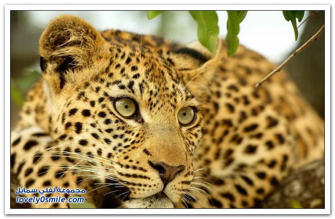 " " Big-Cats-28.jpg