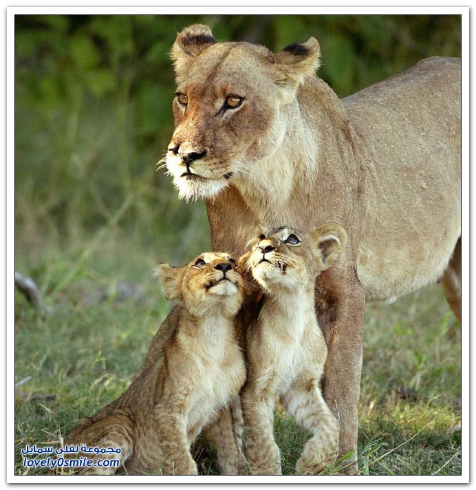 " " Big-Cats-32.jpg