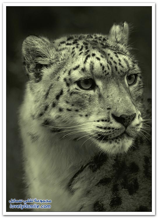 " " Big-Cats-34.jpg