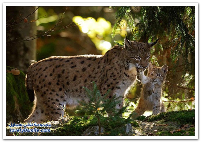 " " Big-Cats-36.jpg