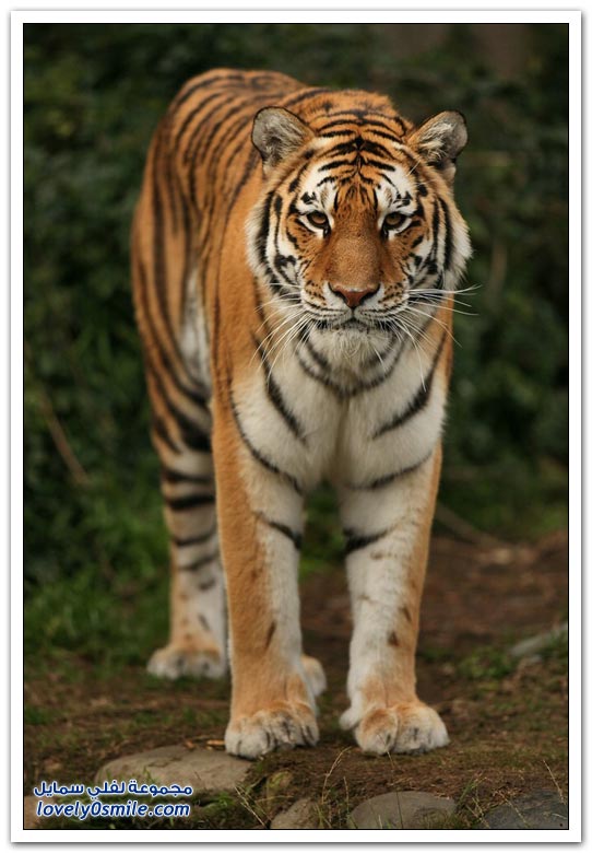 " " Big-Cats-37.jpg