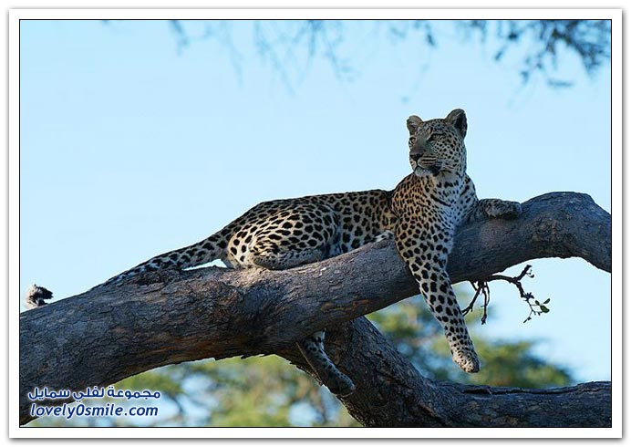 " " Big-Cats-38.jpg