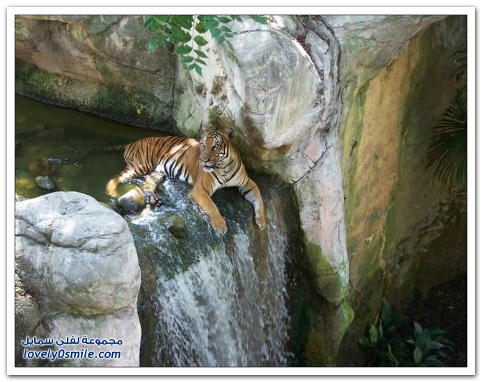 " " Big-Cats-40.jpg