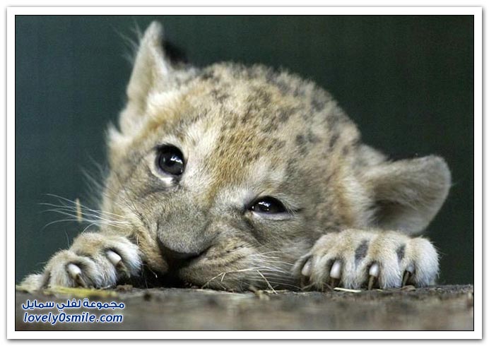 " " Big-Cats-42.jpg