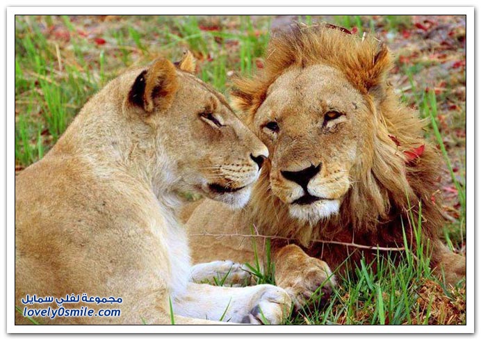 " " Big-Cats-43.jpg