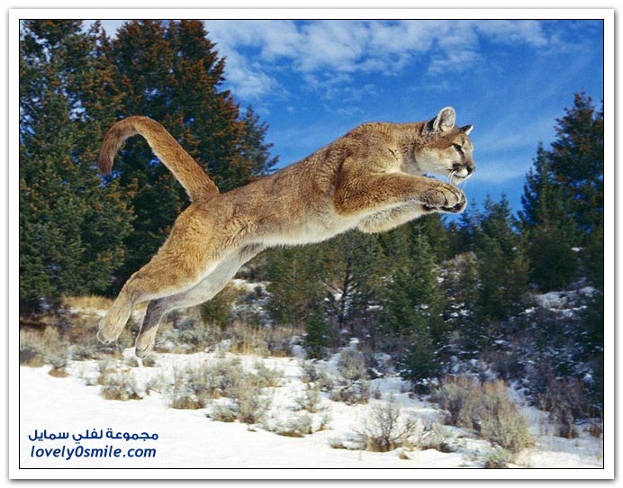 صور من عالم الحيوان: الأسد والفهد والنمر ج3