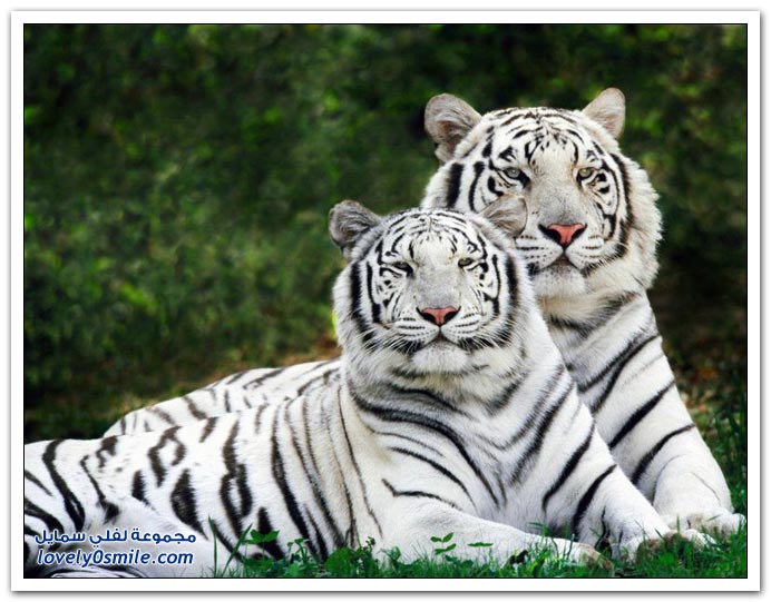 " " Big-Cats-45.jpg