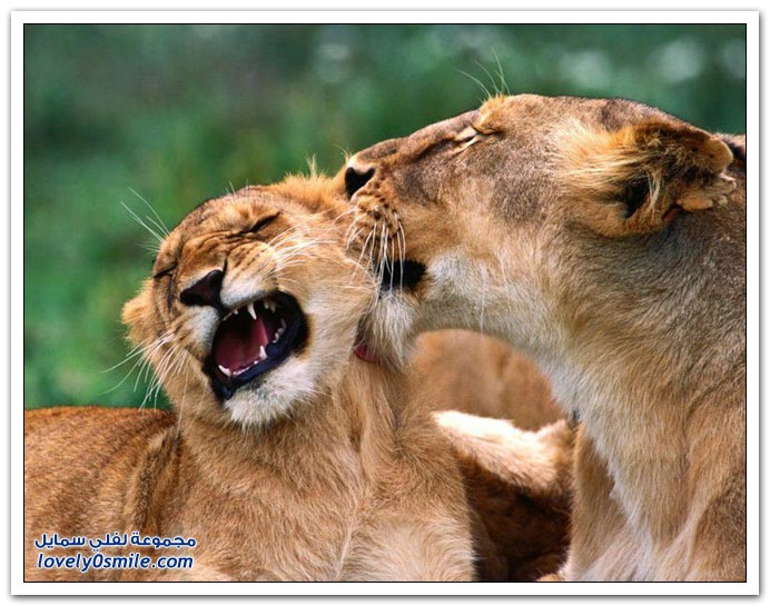 " " Big-Cats-46.jpg