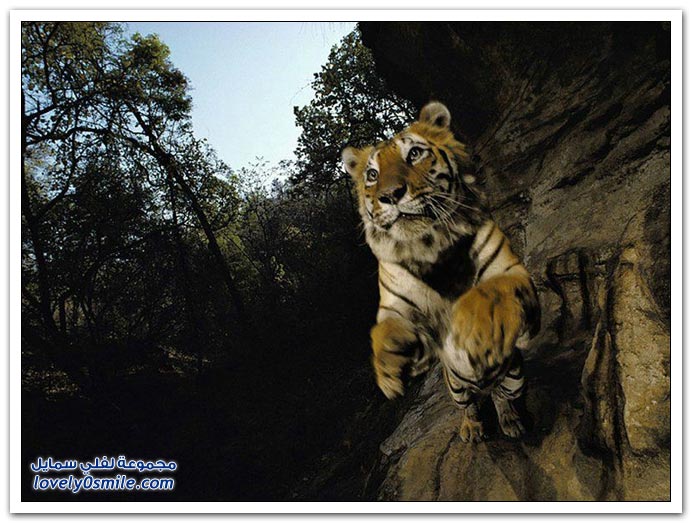 " " Big-Cats-50.jpg