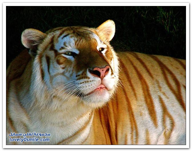 " " Big-Cats-53.jpg