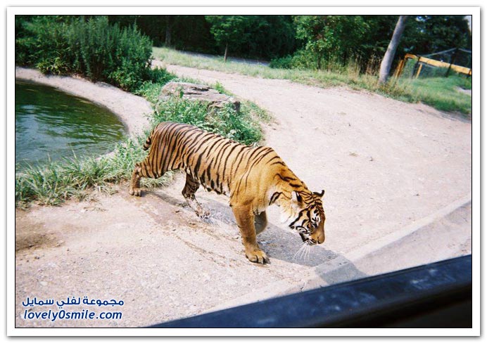 " " Big-Cats-60.jpg