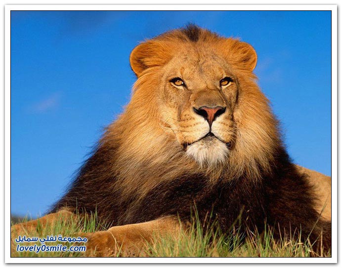 " " Big-Cats-61.jpg
