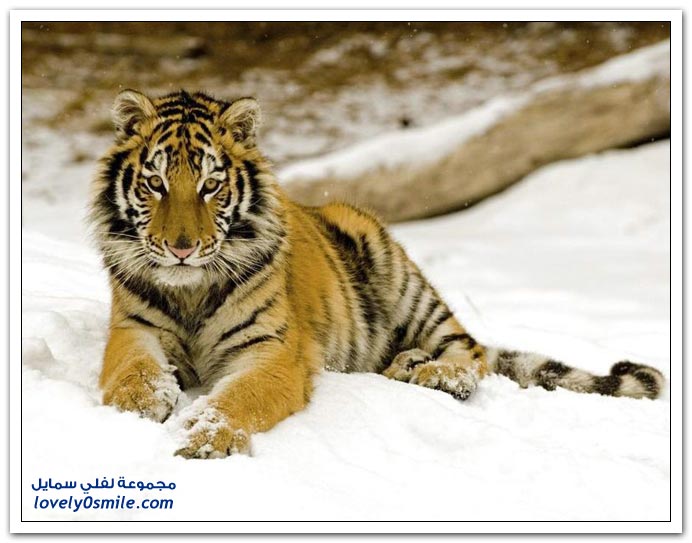 " " Big-Cats-65.jpg