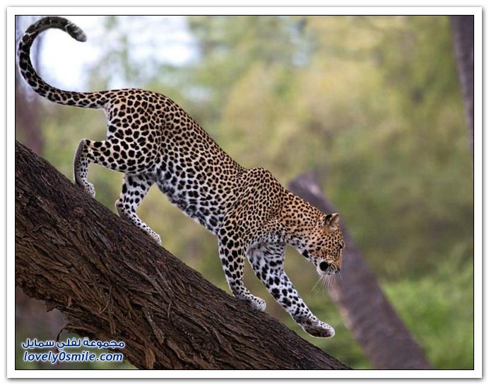 " " Big-Cats-69.jpg