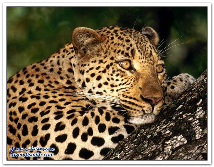 " " Big-Cats-70.jpg