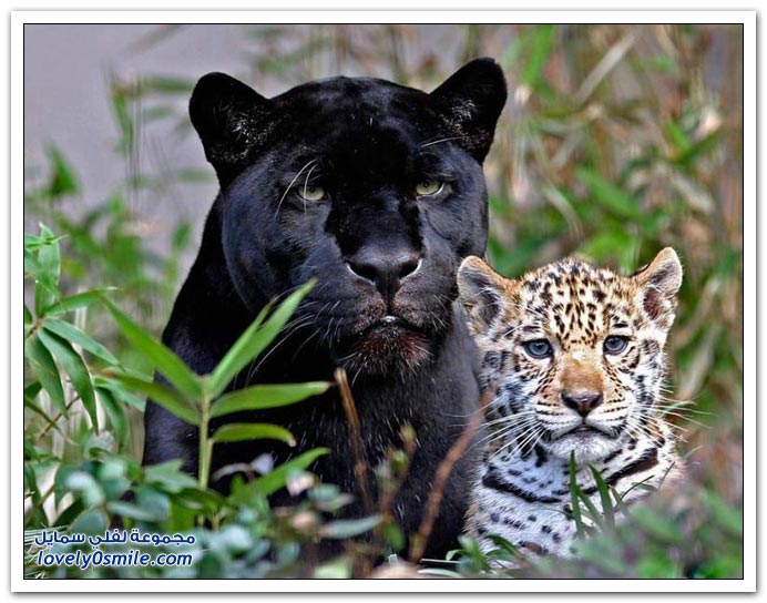 " " Big-Cats-71.jpg