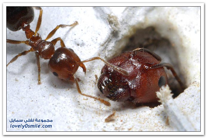 Insects-013.jpg