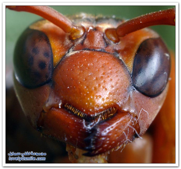 Insects-022.jpg