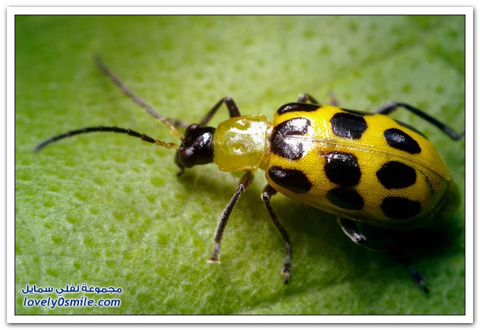 Insects-025.jpg