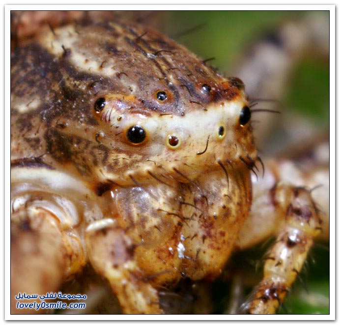 Insects-026.jpg
