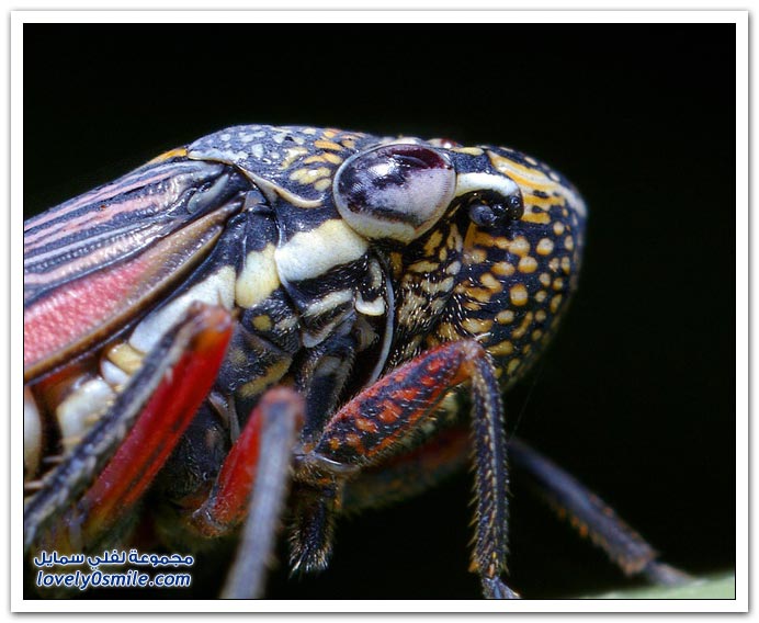 صور دقيقة جدا للحشرات