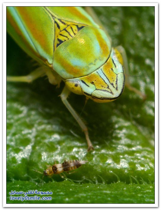 صور دقيقة جدا للحشرات