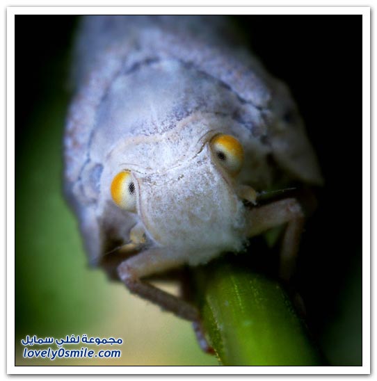 Insects-037.jpg