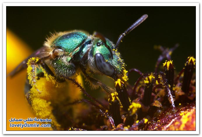 Insects-038.jpg