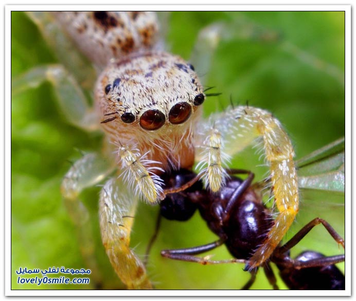 Insects-039.jpg
