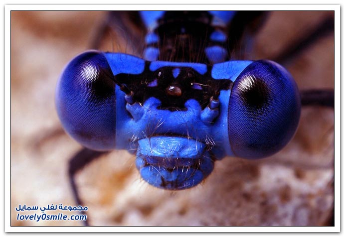 Insects-043.jpg
