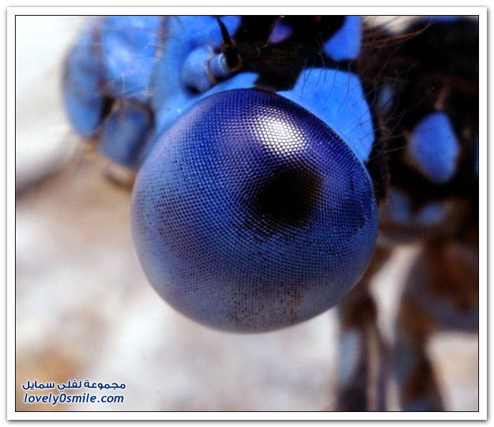 Insects-044.jpg