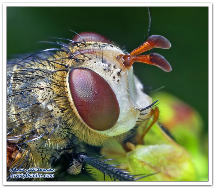 Insects-048.jpg