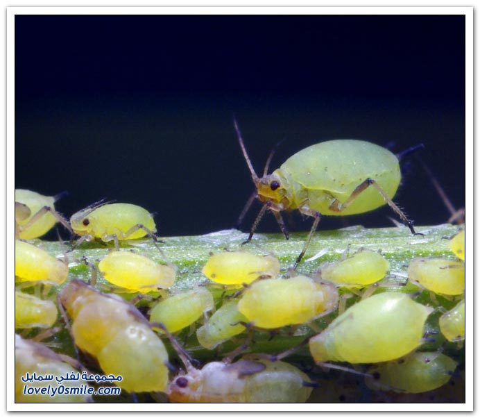 Insects-049.jpg
