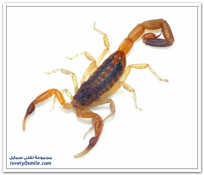 Insects-071.jpg