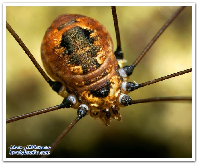 Insects-072.jpg
