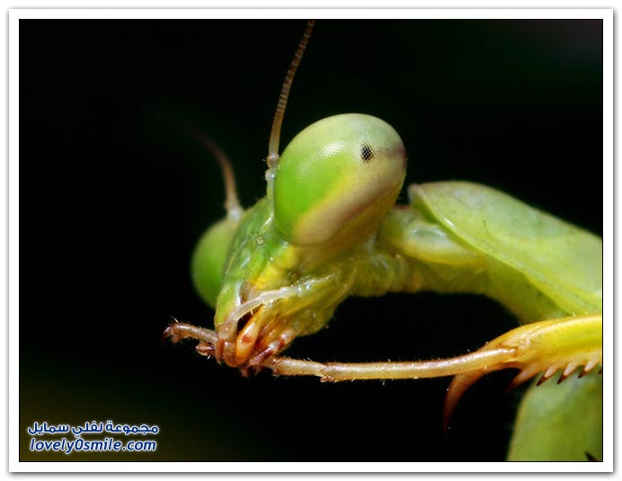 Insects-079.jpg