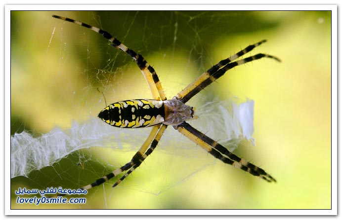 Insects-084.jpg