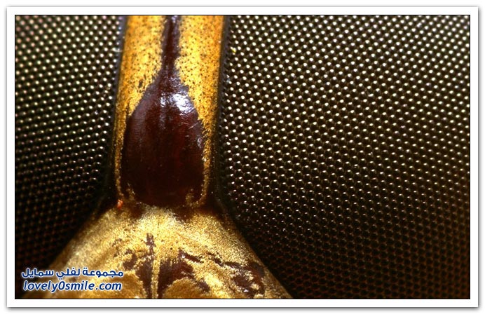 Insects-092.jpg