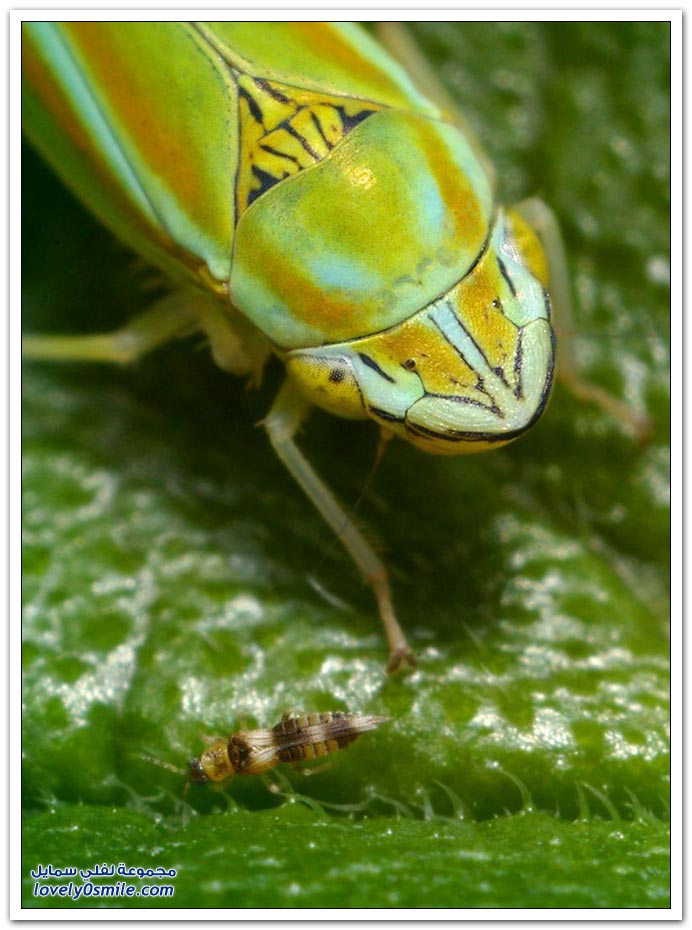 صور عالية الدقة لبعض الحشرات ج2