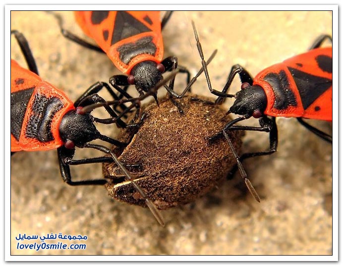 صور عالية الدقة لبعض الحشرات ج3
