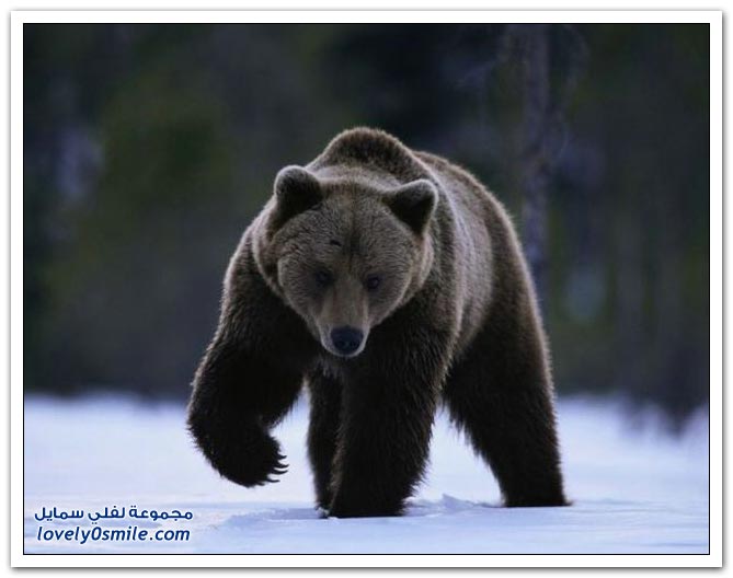صور أنواع الدببة حول العالم ج1