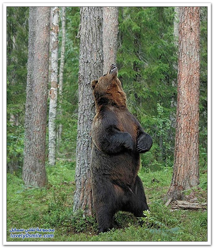 صور أنواع الدببة حول العالم ج1