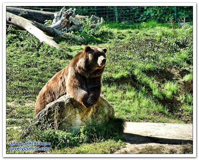 صور أنواع الدببة حول العالم ج2