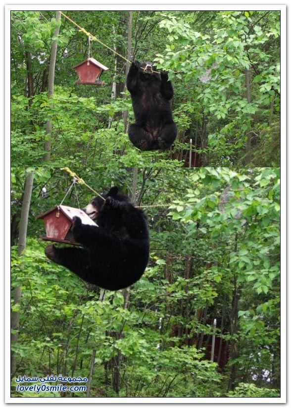 صور أنواع الدببة حول العالم ج2