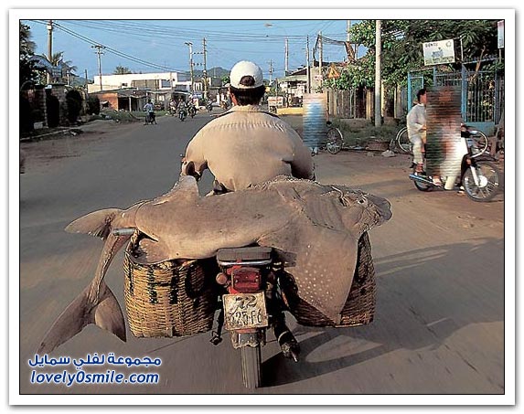 صور أشكال النقل على الدباب