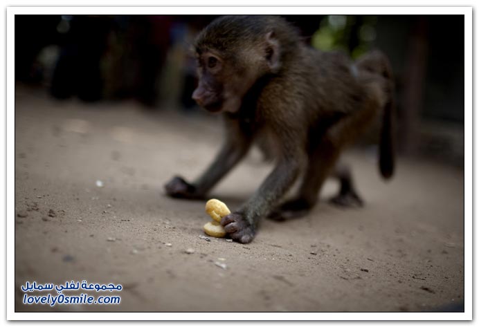 صور: اليوم لعالمي للحيوان 2009