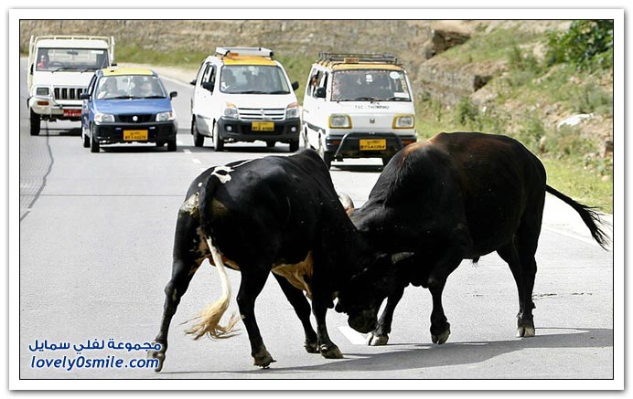 صور منوعة 169