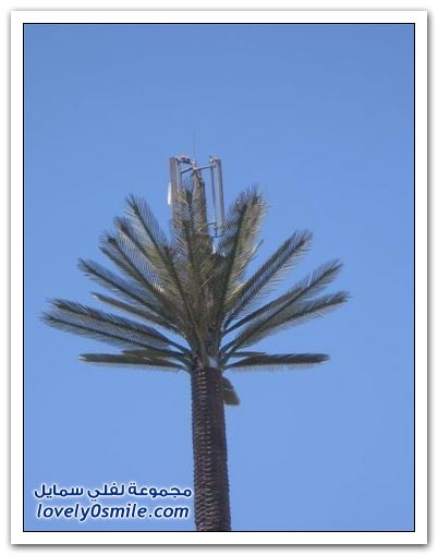 صور: برج لتقوية شبكة الجوال ولكن على شكل نخلة